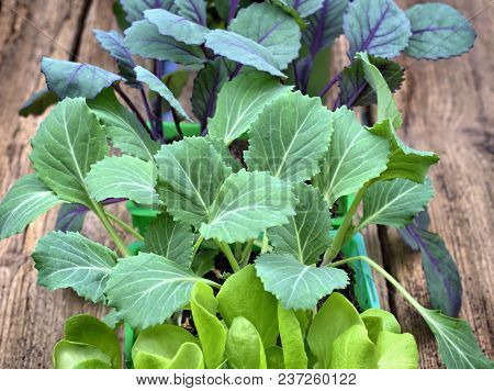 Farming,cultivation, Agriculture And Care Of Vegetables Concept: Fresh Young Vegetable Seedlings.