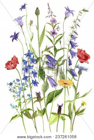 Background With Watercolor Drawing Palnts And Flowers, Hand Drawn Illustration