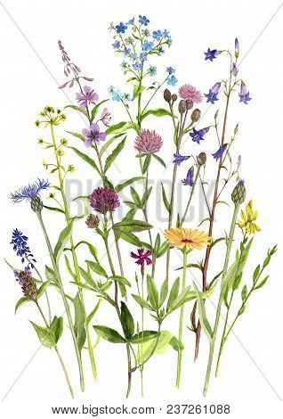 Background With Watercolor Drawing Palnts And Flowers, Hand Drawn Illustration