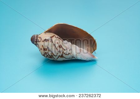 Cymbiola Nobilis Marine Seashell On Blue Background