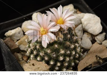 Cactus Pediocactus Knowltonii With Flower Isolated On Black.