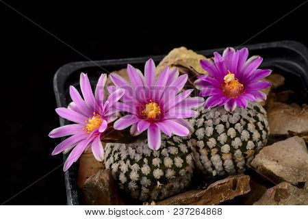Cactus Turbinicarpus Valdezianus With Flower Isolated On Black.