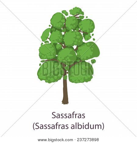 Sassafras Icon. Flat Illustration Of Sassafras Vector Icon For Web