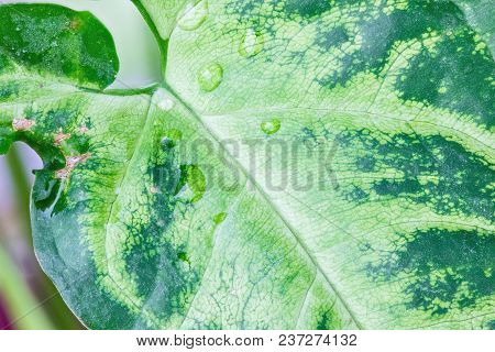 The Wet Coleus Leaf With The Drops Of Rain Or Dew. The Macro Shot Is Made By Means Of Stacking Techn