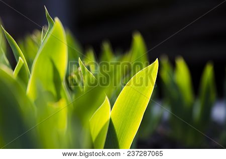 Green Leaf On Blurred Background. Green Leaves Under The Morning Sun