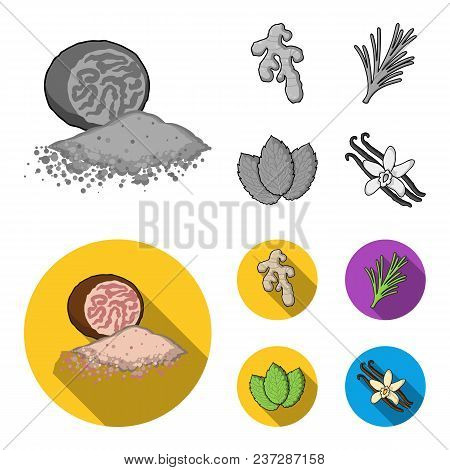 Ginger, Rosemary, Vanilla, Mint.herbs And Spices Set Collection Icons In Monochrome, Flat Style Vect