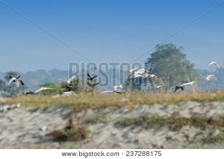 Birds Flying Over Murti River, Scenic Beauty Of North Bengal - West Bengal, India