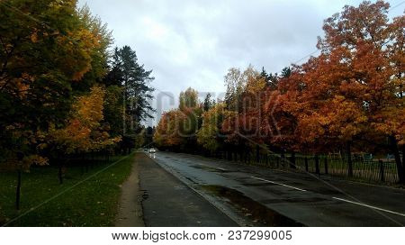 In The Road Are Growing Trees, Late Summer, Autumn.