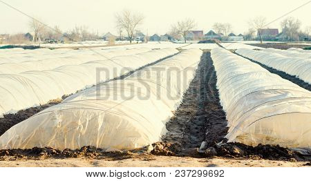 Small Greenhouses For Vegetables In The Field. Agriculture. Agroculture. Farming