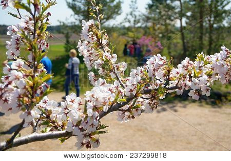 Spring Cherry Blossoms, Pink Flowers. Japan Garden. Samogitia Madzuchai