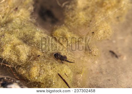 Black Southern Chorus Frog Pollywog Tadpoles Pseudacris Nigrita
