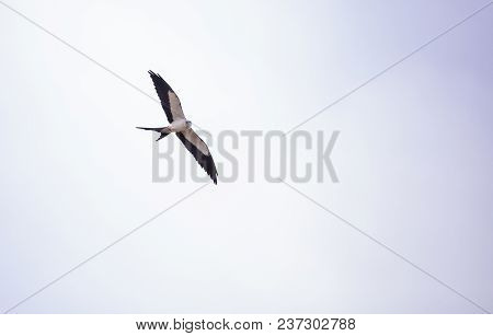Swallowtail Kite Elanoides Forficatus Flies