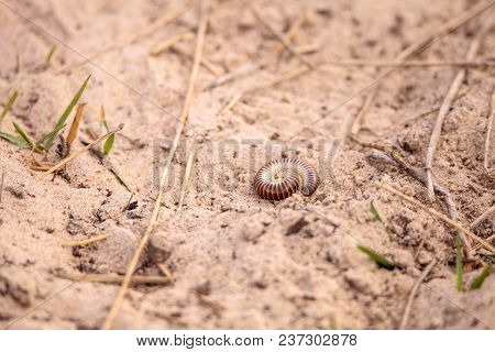 Yellow Banded Millipede Anadenobolus Monilicornis
