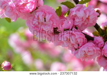 Sweet Pink Flowers Blooming Louiseania Triloba, Prunus Triloba, Amygdalus Triloba In The Spring Gard