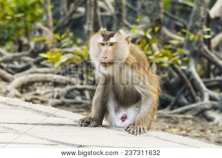 A Female Wild Rhesus Monkey On Can Gio Island In South Vietnam.