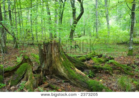 Částečně odmítnuté pařez