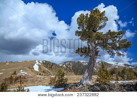 Old Limber Pine In The Rocky Mountain Foothills, Alberta, Canada