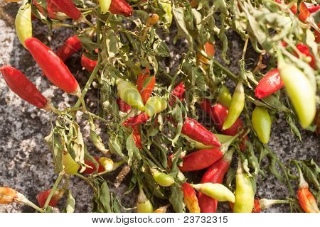 Piccolo caldo Paprikas