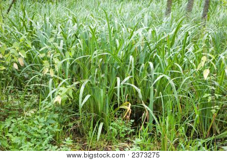 Marshland Plant Acorus Calamus Closeup