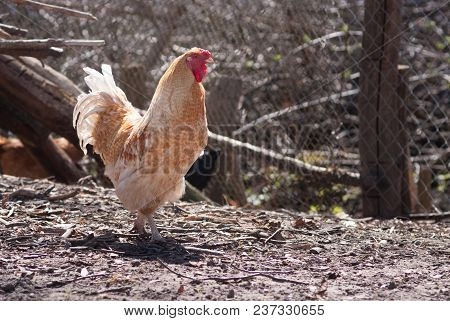 Beautiful Healthy Cockerel Walking On The Ground. Concept Bird Farm. Space For Text