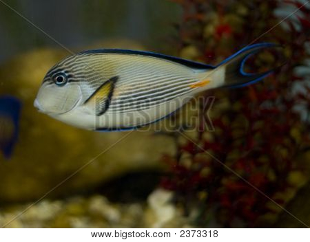 Poissons tropicaux
