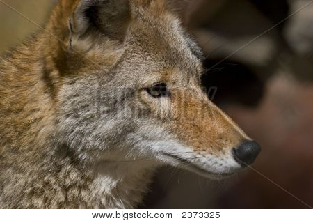 Coyote