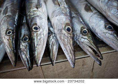 Close up di pesce sul display in un suq/mercato del pesce (Muscat, Oman)