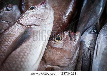 Close up di pesce sul display in un suq/mercato del pesce (Muscat, Oman)
