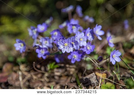 Common Hepatica, Hepatica Nobilis In Garden, First Spring Flower. Blue Flowers Blooming In April Clo