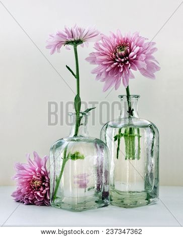 Still Life With Beautiful Chrysanthemum Flowers In The Small Vintage Glass Botlles Against A High Ke