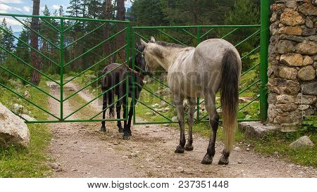 Romantic Meeting Of Two Horses Near Fence