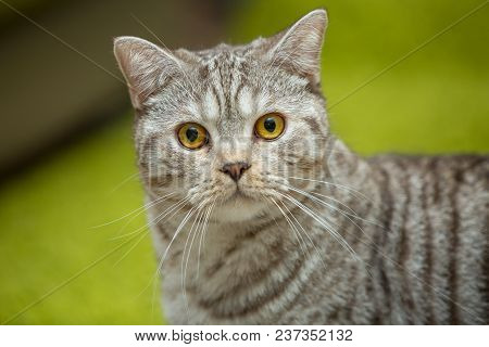 Cute Grey Britain Breed Cat In The Appartment Green Background