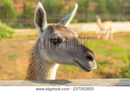 Adorable Lama In The Park Near The Fence