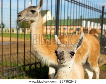 Adorable Baby Lama In The Park With Mother Lama
