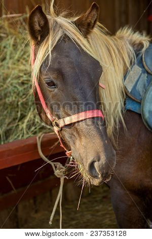 Amazing Brown Horse Light Hair Portrait Near Hay