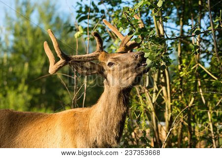 Adult Rain Deer In The Forest Eating Green Leaves