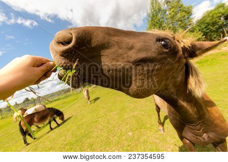 Horse Close Portrait Eating Grass From Hands