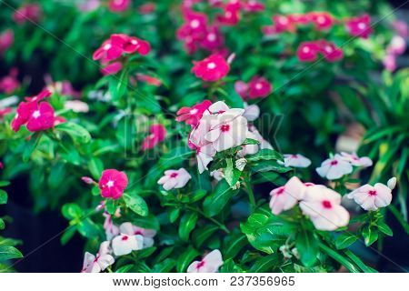 Background And Texture Of Colorful Impatiens (impatiens Walleriana) Flowers In The Garden.