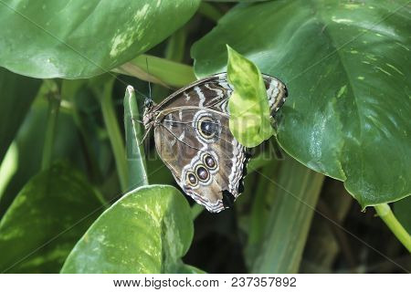 Brown Butterfly With Black And White Spots On Background Of Leaves, Illioneus Giant-owl Caligo Illio