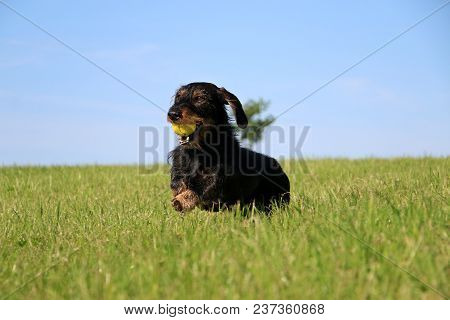 Wire Haired Dachshound Is Running In The Garden
