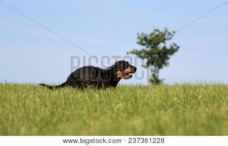 Wire Haired Dachshound Is Runnign In The Garden