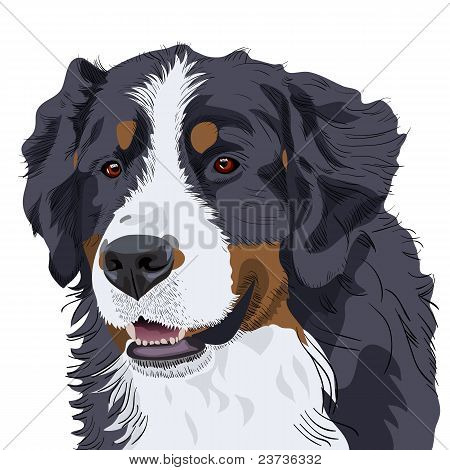 สายพันธุ์สุนัขภูเขา Bernese เวกเตอร์