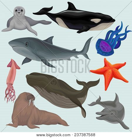 Collection Of Sea Animals, Marine Fish And Creatures Walrus, Squid, Jellyfish, Whale, Killer, Tortoi