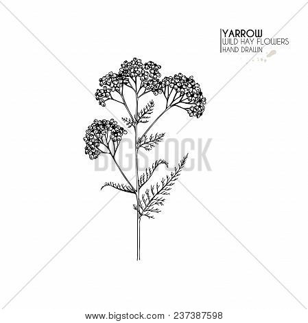 Hand Drawn Wild Hay Flowers. Yarrow Milfoil. Medical Herb. Vintage Engraved Art. Botanical Illustrat