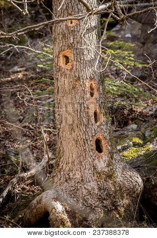 Tree Trunk With Several Holes Made By The Black Woodpecker, Dryocopus Martius, Looking For Food Insi