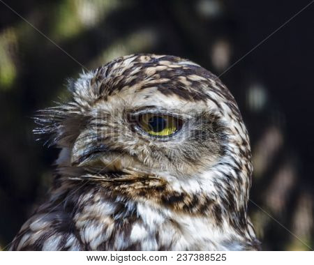 Owl Looking Over Its Shoulder And Focussed On Prey With Trees And Shadows In Background