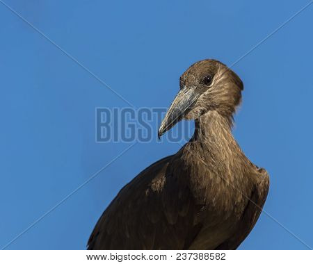 African Bird Looking At The Camera Focussed With Blue Sky In Background