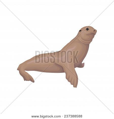 Sea Lion Animal Vector Illustration Isolated On A White Background.