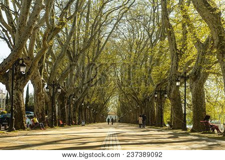 Ponte De Lima, Portugal - Circa April 2018:  Tree Lined Walk Along The Lima River At Alameda Dos Pla