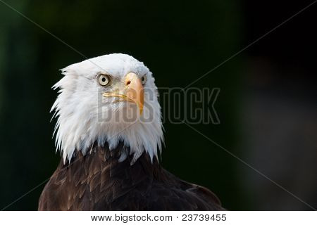 American Eagle